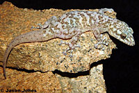 Peninsular Leaf-toed Gecko