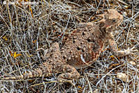 Southern Desert Horned Lizard