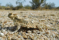 Southern Desert Horned Lizard