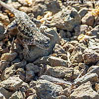 Pacific Gopher Snake eating a Western Fence Lizard