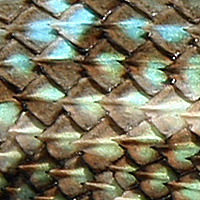 fence lizard scales