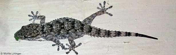 Moorish Wall Gecko