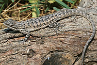 Long-tailed Brush Lizard