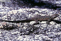 Baja California Brush Lizard