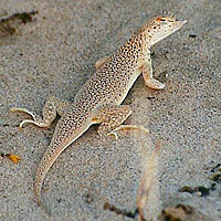 Coachella Fringe-toed Lizard