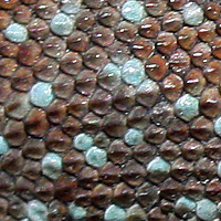 side-blotched lizard scales
