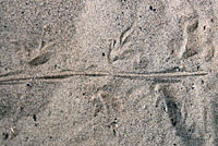 Great Basin Whiptail tracks