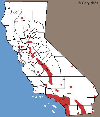 Mediterranean House Gecko California Range Map