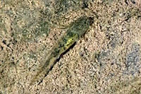 tiger salamander larva