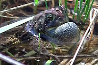Canadian Toad video