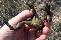 Canadian Toad video