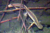 Western Long-toed salamander