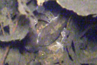 Western Long-toed salamanders