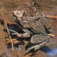 Coastal Tailed Frog 