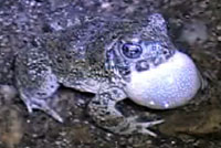 arroyo toad habitat