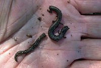 Gregarious Slender Salamander 