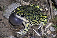 Sonoran Green Toad