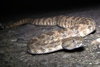 Speckled Rattlesnake Video