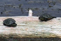 Western Painted Turtles