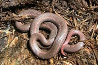 Sharp-tailed snakes