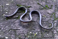 ring-neck snake