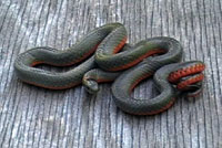 Pacific Ring-necked snake