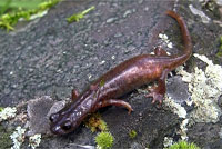 Limestone Salamander 