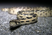 Great Basin Gopher Snake Movie