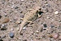 Flat-tail Horned Lizard 