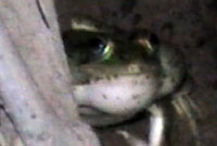 Rio Grande Leopard Frog 