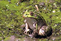 Chiriacahua Leopard Frog