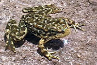 Southern Mountain Yellow-legged Frog 