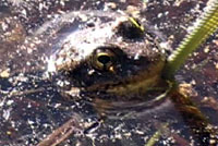 Sierra Nevada Yellow-legged Frog