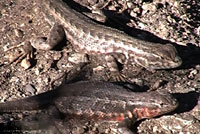 western sagebrush lizard