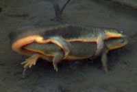 Rough-skinned Newt s