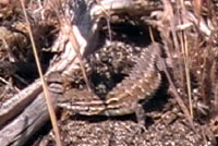 side-blothed lizard