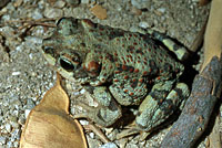 Red-spotted Toad 