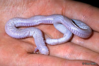 Five-toed Worm Lizard