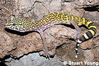 Side-blotched Lizard