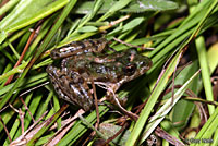 cricket frog