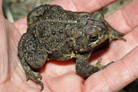 Canadian Toad