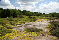 Texas Spotted Whiptail habitat