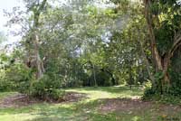 Florida Bark Anole habitat