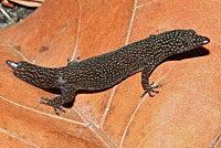 Ashy Gecko