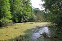 Florida Watersnake habitat