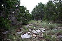 Variable Groundsnake habitat