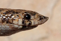 Chihuahuan Hook-nosed Snake 