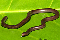 Brahminy Blindsnake