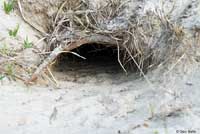 Gopher Tortoise habitat