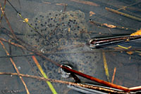 Northern Red-legged Frog Eggs